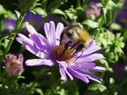 SLOW MOTION: Wild Bee Stock Footage