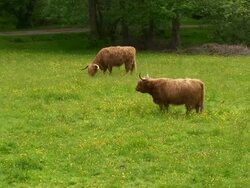 Highland Cows (Bos Taurus) Stock Footage