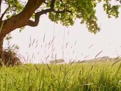 SLO MO Empty swing attached to a tree Stock Footage