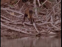 MWA Brown Capuchin monkey foraging nervously, South America Stock Footage