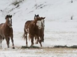 TS Cowgirl and cowboy on horseback and dog herding galloping horses through snow / Shell, Wyoming, United States Stock Footage