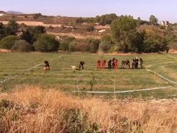 Police & Sniffer Dogs Search Field News Clip