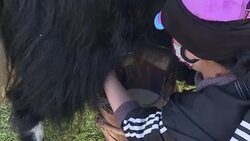 CLEAN : Riders on the plateau: Tibetans gather for horse festival News Clip