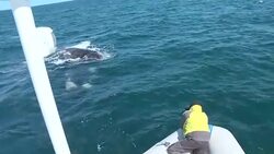 VOICED : Scientists ride tourism wave during whale season in Patagonia News Clip