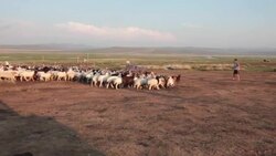 Mongolian nomads driving sheep and goats flock to a sheep catch pen Stock Footage
