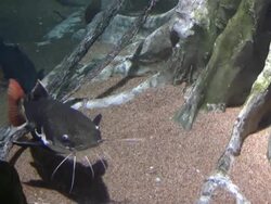 Big Fish Stock Footage