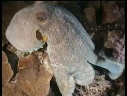 MS two Octopuses swimming along Coral reef, Layang Layang, Malaysia Stock Footage