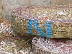MS PAN Chickens in baskets / Kolkata, West Bengal, India Stock Footage