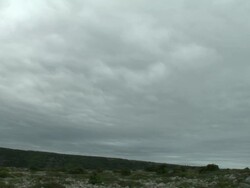 HD: Bare tree Stock Footage