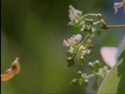 CU Flapnecked chameleon, Chamealeo dilepis, tongue snatching bee off flower, high speed, Botswana, Africa Stock Footage