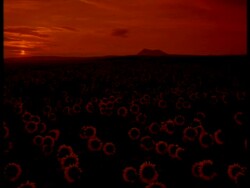 T/L Dark to sunrise over field of sunflowers, flower heads facing away from camera Stock Footage