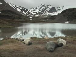 WS, Southern elephant seals (Mirounga leonina) lying near lake, snowy mountains in background, South Georgia Island, Falkland Islands, British overseas territory Stock Footage