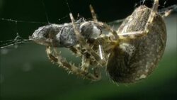 An orb weaver spider spins silk around its prey. Stock Footage