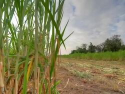 Sugarcane field Stock Footage
