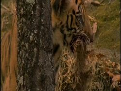 Royal Bengal tiger (Panthera tigris tigris) adolescent holding clod of earth in mouth, Bandhavgarh National Park, Madhya Pradesh, India Stock Footage