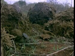 MS dung beetle rolling dung ball, Kenya Stock Footage
