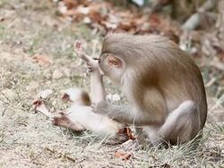 Monkeys Stock Footage