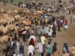 Overview of camel fair, camera movement Stock Footage