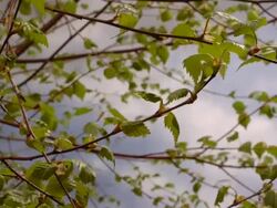 T/L Birch (betula sp.) leaf bud burst, United Kingdom Stock Footage