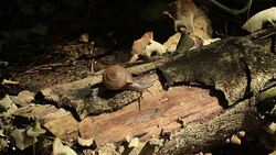 Snails life Stock Footage