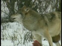 MCU 2 Grey wolves fighting over goat carcass, Arctic circle Stock Footage