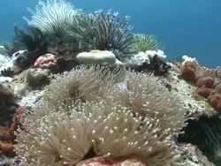 Anemone and clown fish, Mayne Rock, Sabah, Malaysia, Borneo Stock Footage