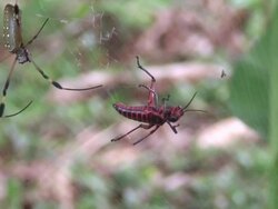 Stress in the net Stock Footage