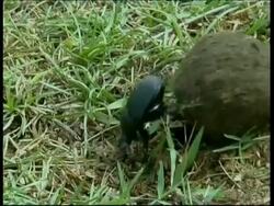 Dung beetle leaving hole and rolling dung ball over slope, South India Stock Footage