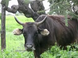 Muuuu! Stock Footage