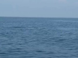 MS POV Blue whale swimming surface of ocean / Mirissa, Southern province, Sri Lanka   Stock Footage