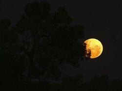 MS Orange moon and branches / Wentworth, New South Wales, Australia Stock Footage