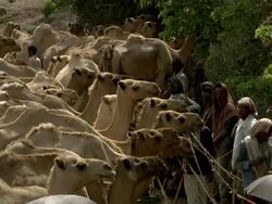 Camels at camel market Stock Footage