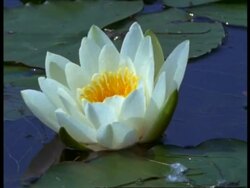 CU Water Lily with Damselflies (Enallagma cyathigerum) buzzing around, England Stock Footage