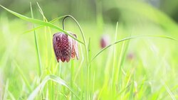 Snake's Head Flower (Fritillaria meleagris) Stock Footage