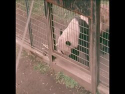SYND 21 5 78 PANDAS MATING IN TOKYO ZOO News Clip