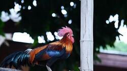 Rooster Stock Footage