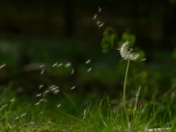 MS SLO MO shot of dandelion being blown by wind and seeds coming off stem / Morristown, New Jersey, United States Stock Footage