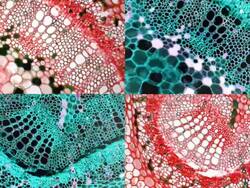 Cotton stem composed image Stock Footage