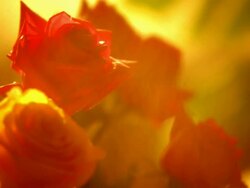 Roses HD1080, NTSC, PAL Stock Footage