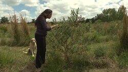 VOICED : Uruguay buscan crear nueva gastronomia con frutos nativos News Clip