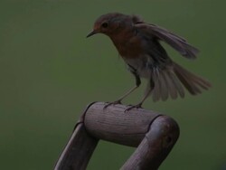 High speed European Robin (Erithacus rubecula) vertical landing on to spade Stock Footage