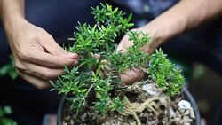 man taking care of a bonsai Stock Footage