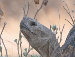 CU Shot of Large tortoise  / Central Kalahari Game Reserve, Botswana Stock Footage