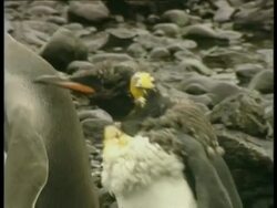 MS young King Penguins, Aptenodytes patagonicus, during moulting phase, Antarctica Stock Footage