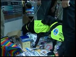 Celebrity dogs sniffing out stashes of counterfeit DVDs News Clip