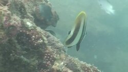 A variety of fish swim along the corals of the Mekong River. Stock Footage