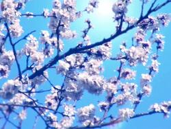 Blooming tree and bees - PAL Stock Footage