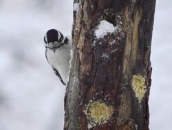 MS View of Female downy woodpecker (Picoides pubescens) pecks at homemade suet in hole in wooden feeder as falling snow blows by / Valparaiso, Indiana, United States Stock Footage