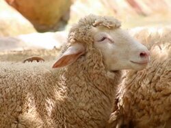 flock of sheep Stock Footage