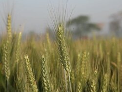 Close-up of wheat crops  Stock Footage